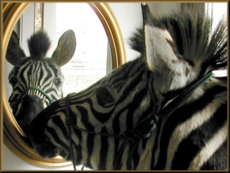 iamabeautifullzebra.jpg